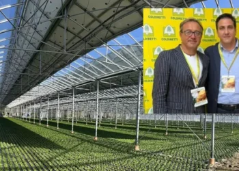 Agrifotovoltaico, Coldiretti Caserta: si a rinnovabili, ma no all’uso terreni ad alto valore produttivo