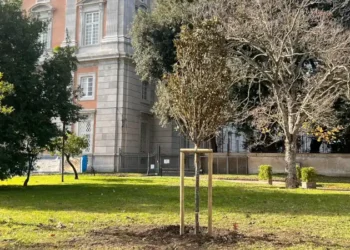 Reggia di Caserta, messi a dimora quattro giovani alberi nel Museo Verde