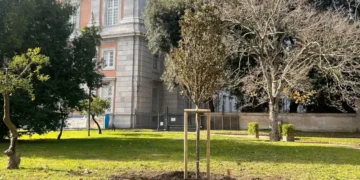 Reggia di Caserta, messi a dimora quattro giovani alberi nel Museo Verde