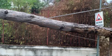 Castel Volturno, pini pericolanti, Portaro (PD): “Alcuni proprietari difficili da rintracciare o fanno orecchie da mercanti”