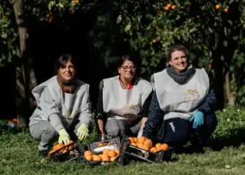 Reggia di Caserta, avviata la raccolta delle arance nel Parco reale
