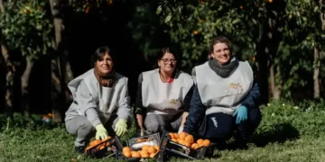 Reggia di Caserta, avviata la raccolta delle arance nel Parco reale