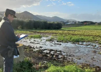 Alvignano, sequestrato allevamento bufalino per violazioni ambientali