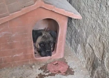 cane maltrattato Maddaloni