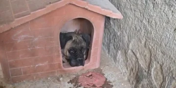 cane maltrattato Maddaloni