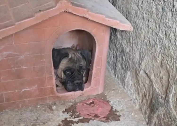 cane maltrattato Maddaloni